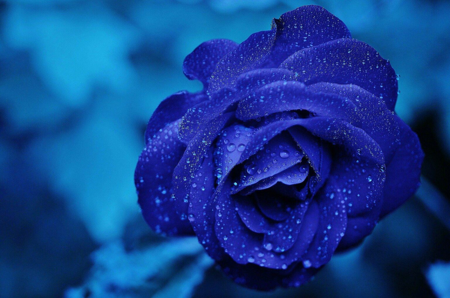 Blue Roses Uk Quality Blue Roses - Blue Roses