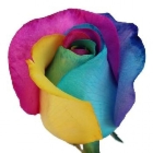 1 Rainbow Rose