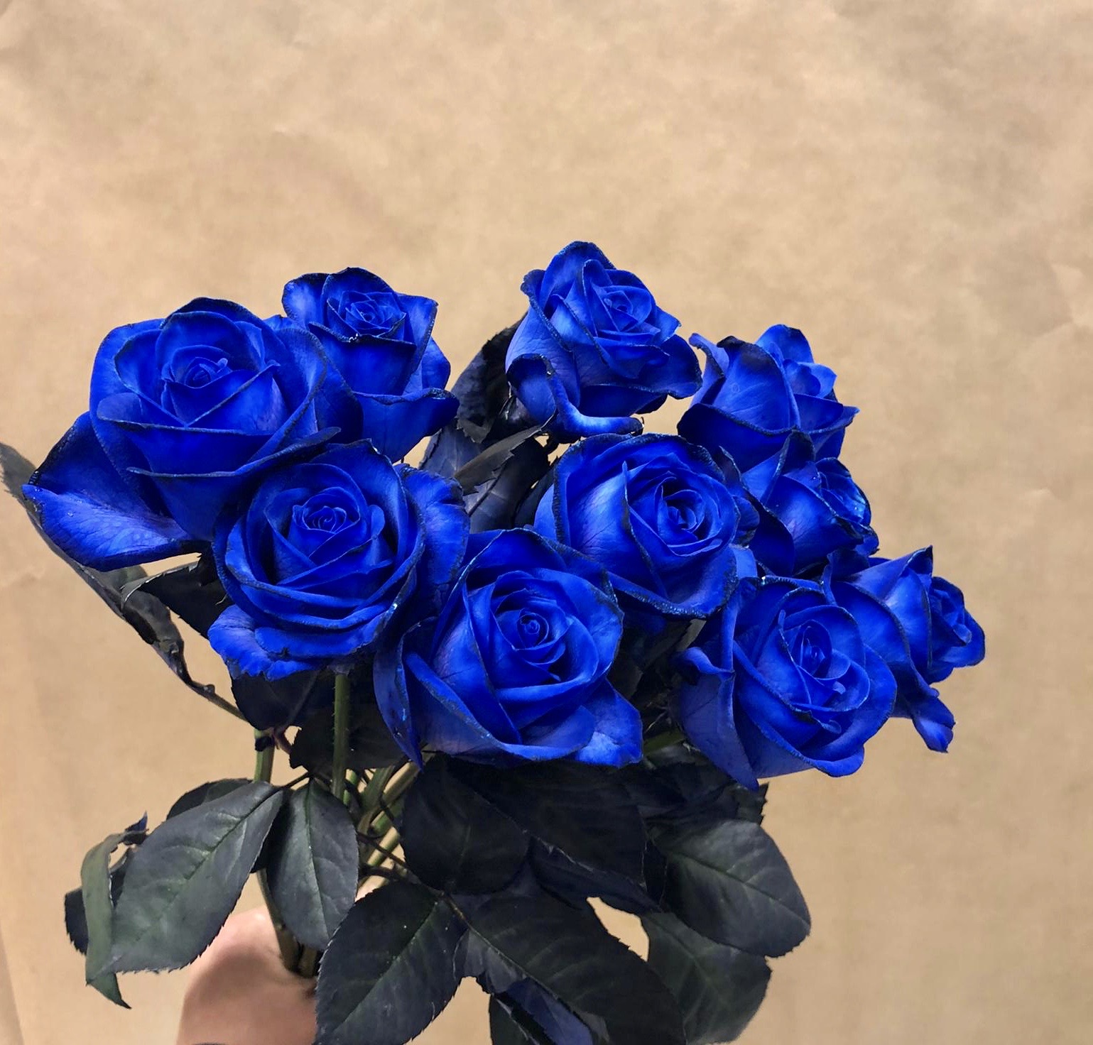 10 Blue Roses
