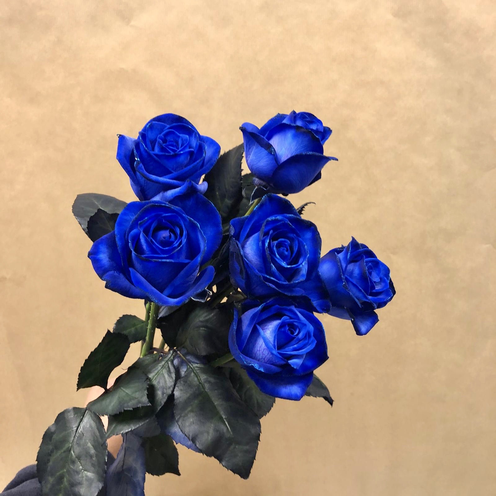 6 Blue Roses