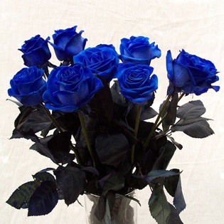 8 Blue Roses