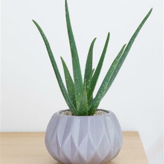 Aloe Vera Purity Ceramic