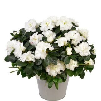Azalea Plant White