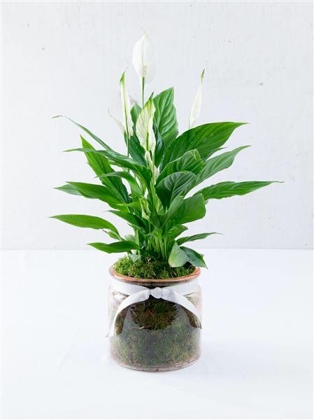 Chic Peace Lily Plant