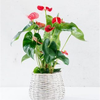 Exquisite Anthurium Basket