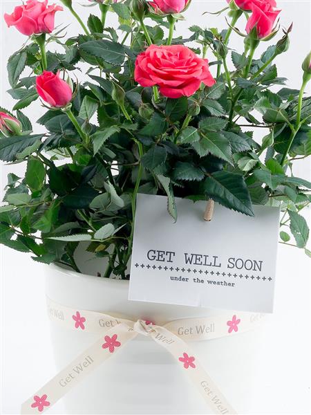 Get Well Rose Plant