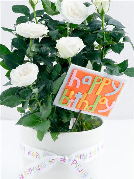 Happy Birthday Rose Plant