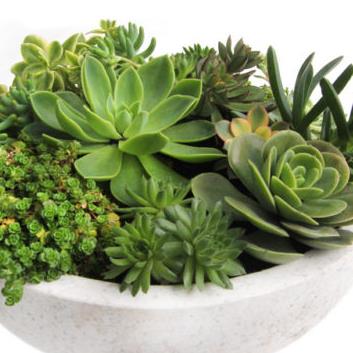 Large Bowl of Succulents