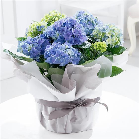 Large Gift Wrapped Blue Hydrangea Plant