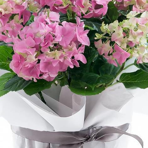 Large Gift Wrapped Pink Hydrangea Plant