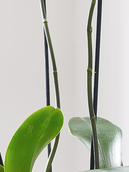 Luxury Phalaenopsis Planter