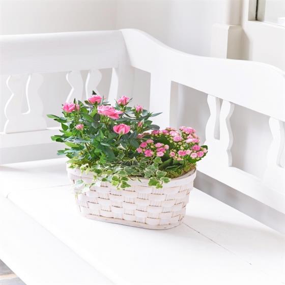 Mixed Planted Basket