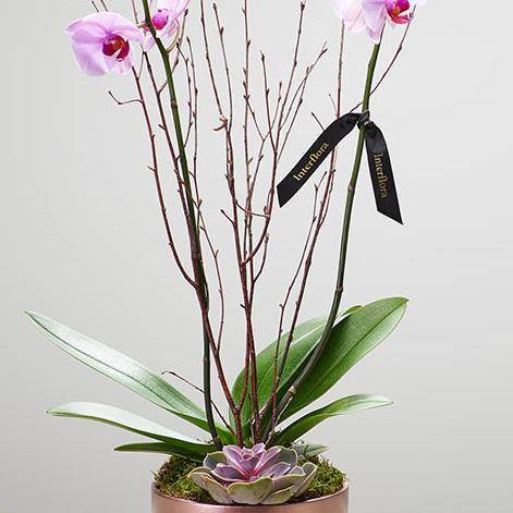 Orchid Pearl Arrangement