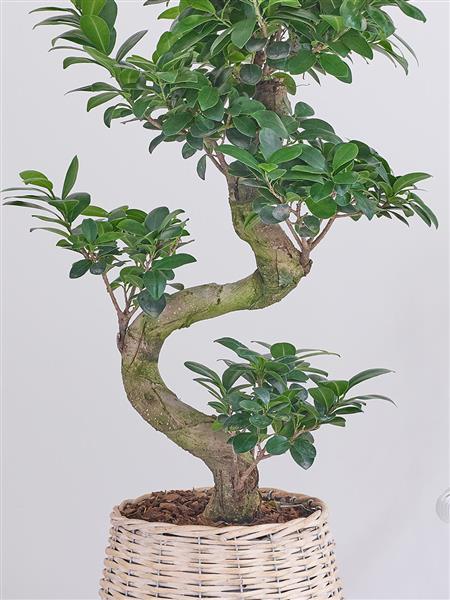 Ornamental Ficus Ginseng Large