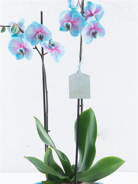 Pink and Blue Duo Tone Orchid