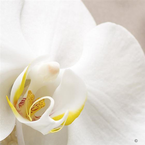 Pure White Orchid and Pearl Wrist Corsage