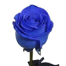 1 Blue Rose