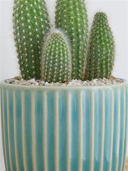 Stylish Cactus Ceramic