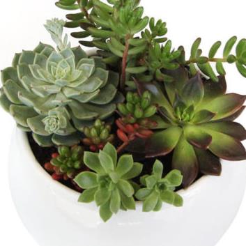 Succulent Mixed in a Bowl